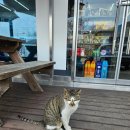 지에스25소양벚꽃로점 이미지