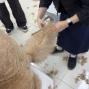 토끼사냥