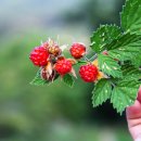 시골다슬기 이미지