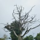 ♤ 발왕산 천년주목숲길~ ♤ 이미지