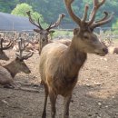 사슴농장 이미지