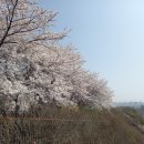 3월30일(토) 성내천/올림픽공원/석촌호수 벚꽃길 이미지