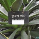 무궁화금호 이미지