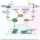Re: fasting - refeeding 탐구. 인체건강과 장수 촉진 2025 endocrine reviews 이미지