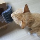 빅 그루밍 이미지