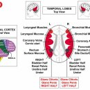 FEMALE SEXUAL ORGANS - 음핵두 이미지