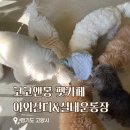 코코앤몽 | 고양 애견카페 애견유치원 강아지운동장 놀이터 코코앤몽 내돈내산 후기