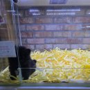 펫퍼스트 24시 강아지분양 고양이분양 이미지