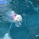 꼰띠고애견펜션1 이미지