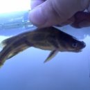 고기백과 이미지