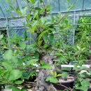 한솔농원 이미지