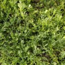 영채농장 이미지