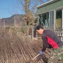 산돌배,개복숭아묘목판매 이미지