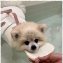 멍줍 강아지 산책 유치원 | 창원강아지유치원 창원의 숨은 보석, 멍줍 강아지 산책 유치원을 다녀와서