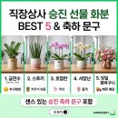 모아상사 | 50대 남자 직장상사 승진 화분 추천 BEST 5 (센스있는 화분과 축하 문구 총정리)