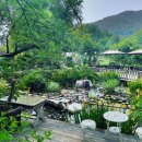 민들레애견 이미지