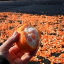 주홍목장 이미지