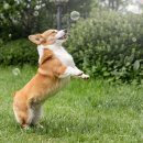 NOBLESSE.PET 이미지