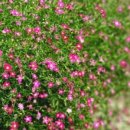 블루 아리아 이미지