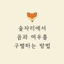 곰과여우