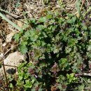 유럽광대나물 Lamium purpureum var. hybridum (Vill.) Vill. 이미지