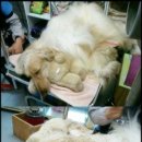 개팔자 상팔자 이미지