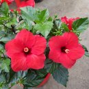 샤론통상 이미지