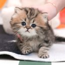 미유펫 강아지고양이 구미점 | 구미고양이분양 미유펫 데본랙스
