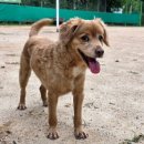 Show Dog | 화정 애견미용&amp;교육 공간 출강 후기 🐾 | 반려견과 함께하는 힐링 공간에서의 바리스타 교육