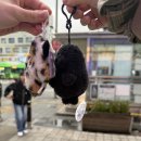 뽑기플러팅 이미지