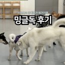 스위티독 | 파주대형견애견카페 서울 근교 중형견 반려견호텔 찾는다면 밍글독