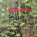 백두공사 Daum카페