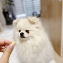 도그 윤 이미지
