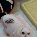 하얀멍이 이미지