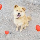 자연의 색 물들이기 이미지