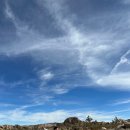 ACE펜션 | 라스베이거스 도착 2박 3일 그랜드캐니언 투어 후기_줌줌 투어/ACE 투어/큐트레블(1) 조슈아트리국립공원