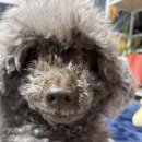 털찐 몽몽이 이미지