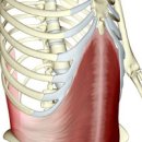 코어근육 종류 및 중요성 (복횡근, 골반기저근, 척추기립근) 이미지