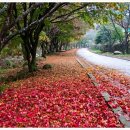 (당일여행)11월 27일 일요일 김제금산사/삼겹살굽기 신청방 이미지