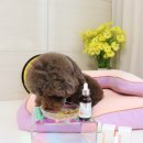 무지개사료보성대리점 | 강아지 켁켁거림 기관지협착증 항산화 영양제로 관리