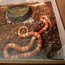 블루라운지 | 동성로 이색체험카페 아이랑 아쿠아밸리 블루라운지 실내동물원후기