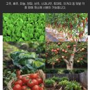 그린농자재마트 | 텃밭 주말농장 가정원예 식물 모든 작물용 유박 유기질비료! 생명유박2kg 밑비료 밑거름