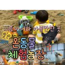 꿀꿀이농장 | 미만 무료/온동물 체험농장/동물 체험 모래놀이 물놀이 가능한 온동물체험농장(주차/입장료/시설/후기)