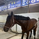 분당승마클럽 네이버블로그