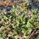 제비농장 이미지