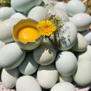 청계농장 이미지