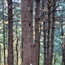 펀포레스트 이미지