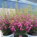 보로니아 헤테로파일라 (유통명 보로니아) Boronia heterophylla , 보로니아 피나타 (유통명 피나타) Boronia pinnata 이미지