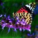 계곡의 아침 이미지