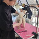 벤자민펫미용학원 이미지
